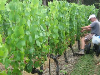 Les vendanges en vert, effectuées manuellement